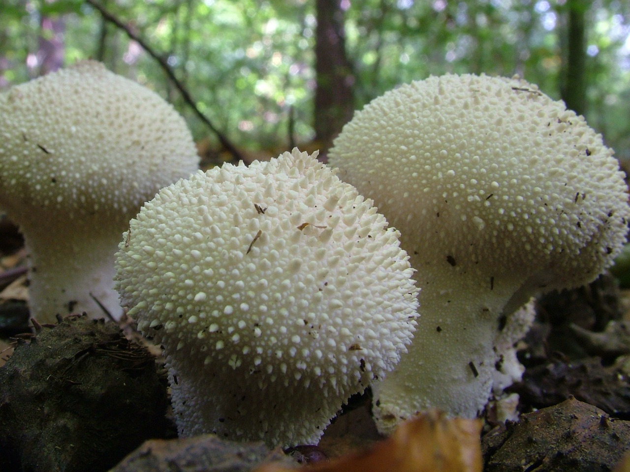 bovist mushrooms forest free photo
