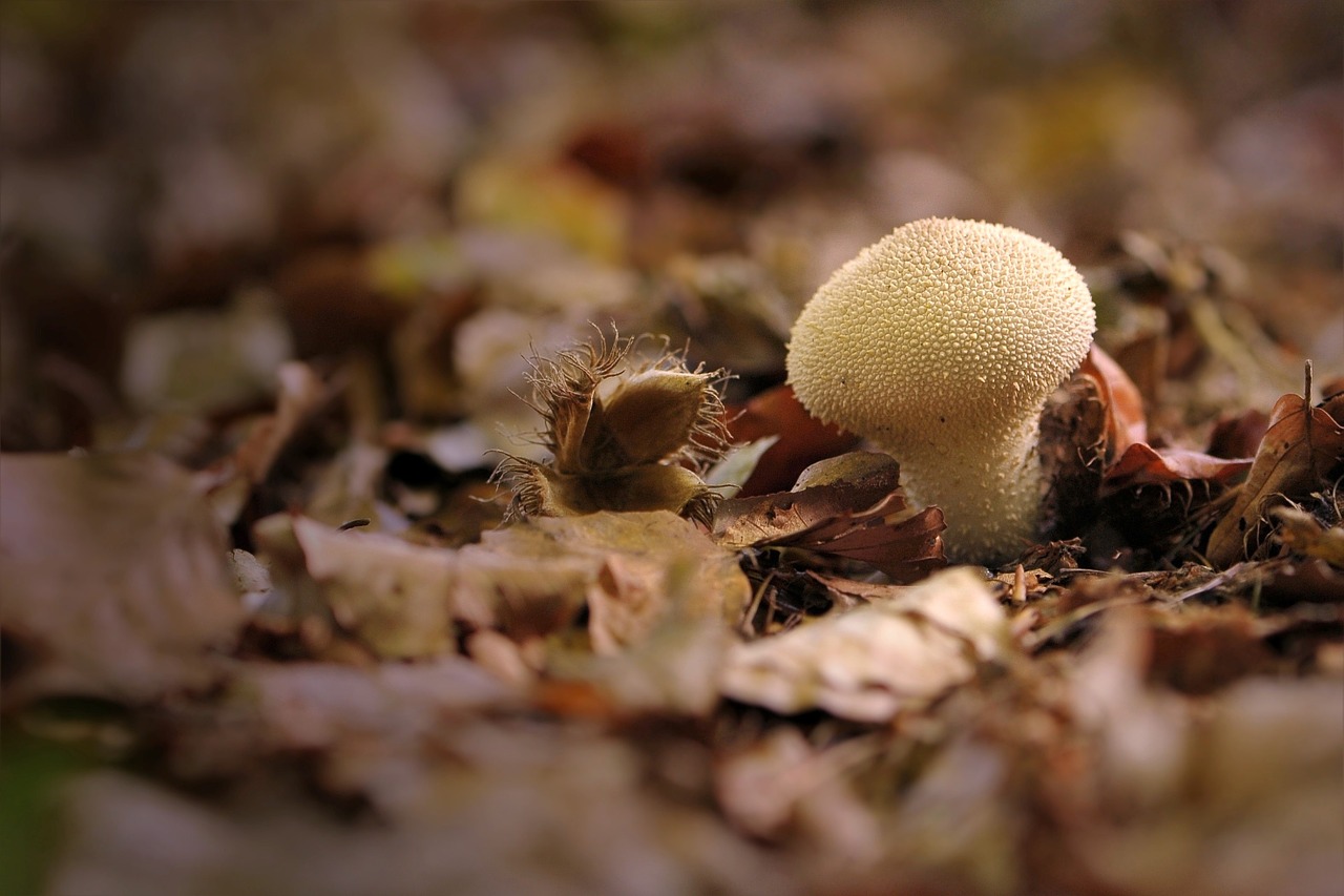 bovist umbrinum mushroom free photo