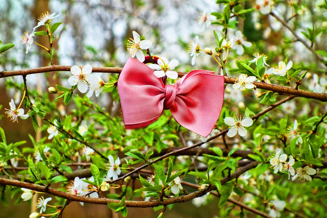bow bow tie ribbon free photo