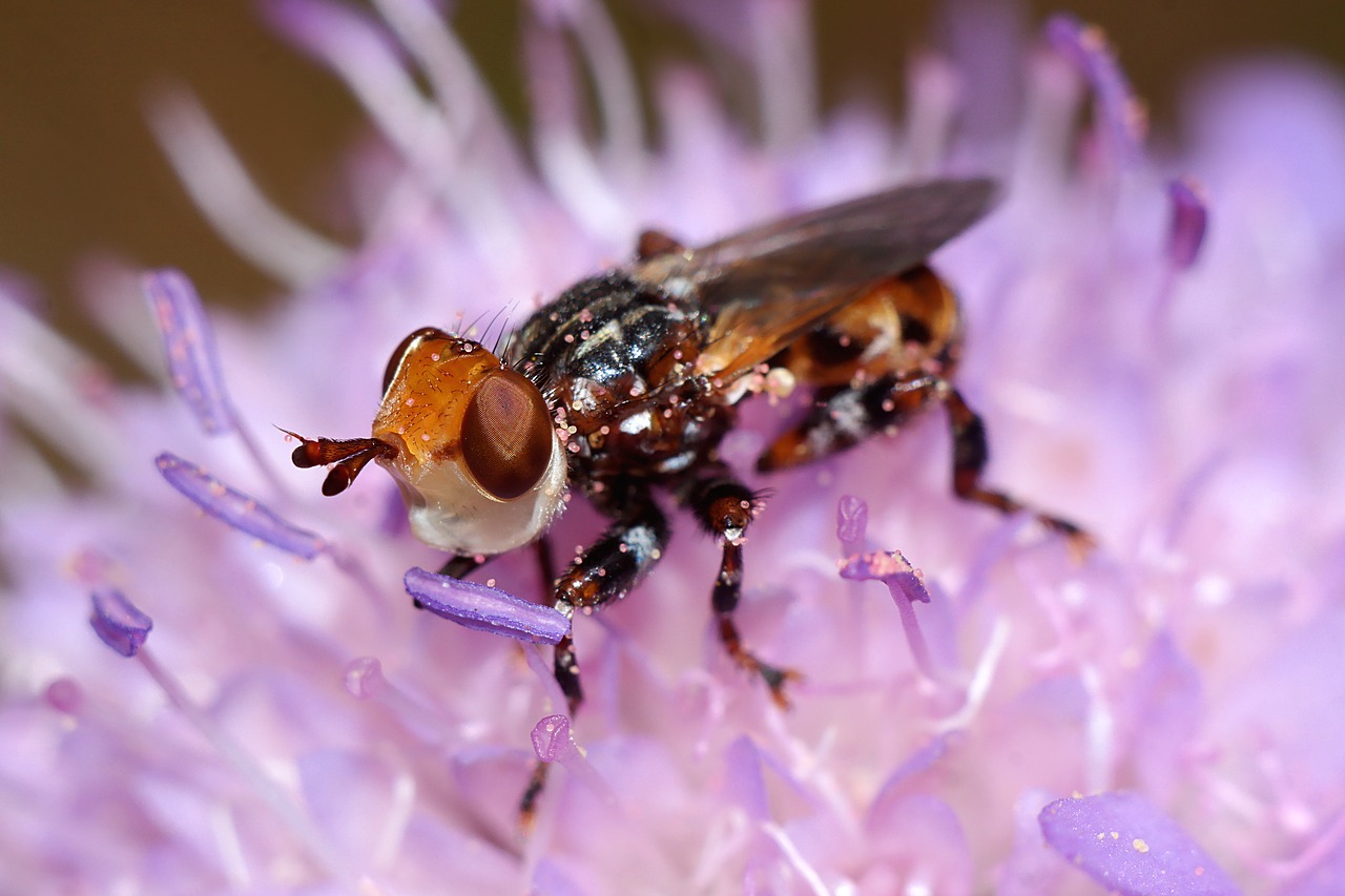 bow tie  insect  macro free photo