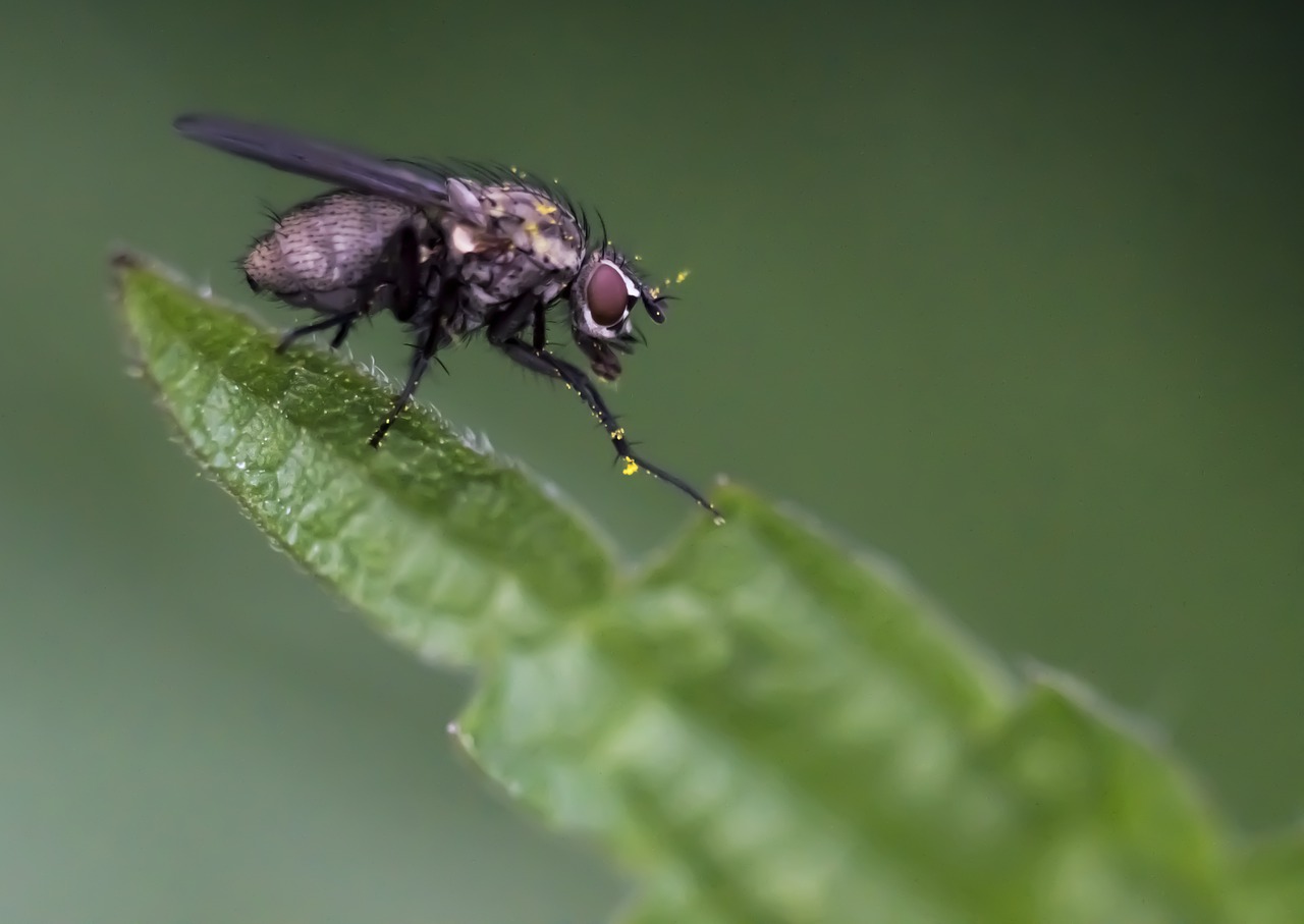 bow tie  insect  pollen free photo