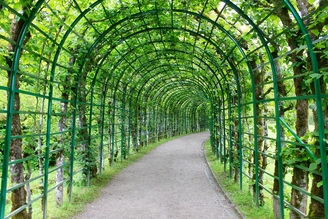 bower hedge leaves free photo