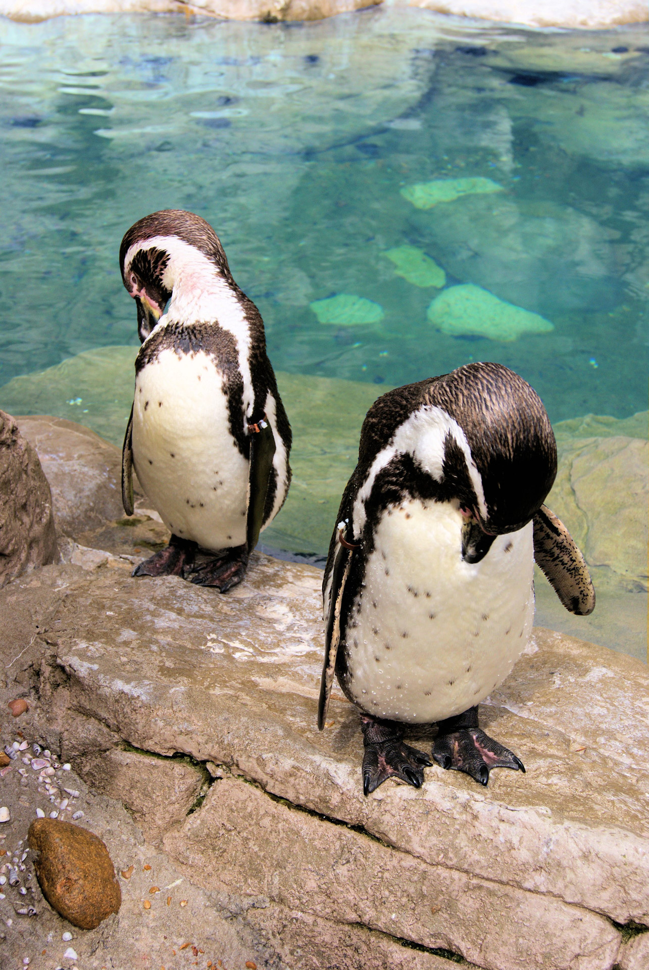 pair bowing penguin free photo