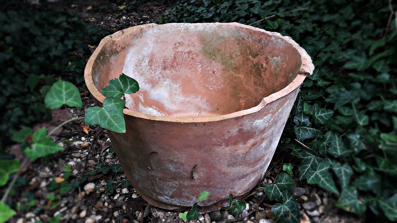 bowl flower pot shell free photo