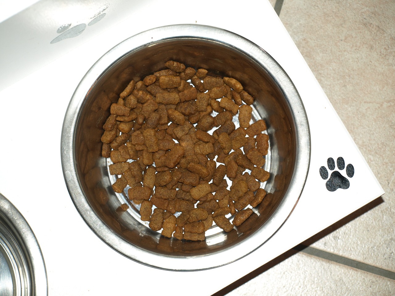 bowl dog bowl dog food free photo