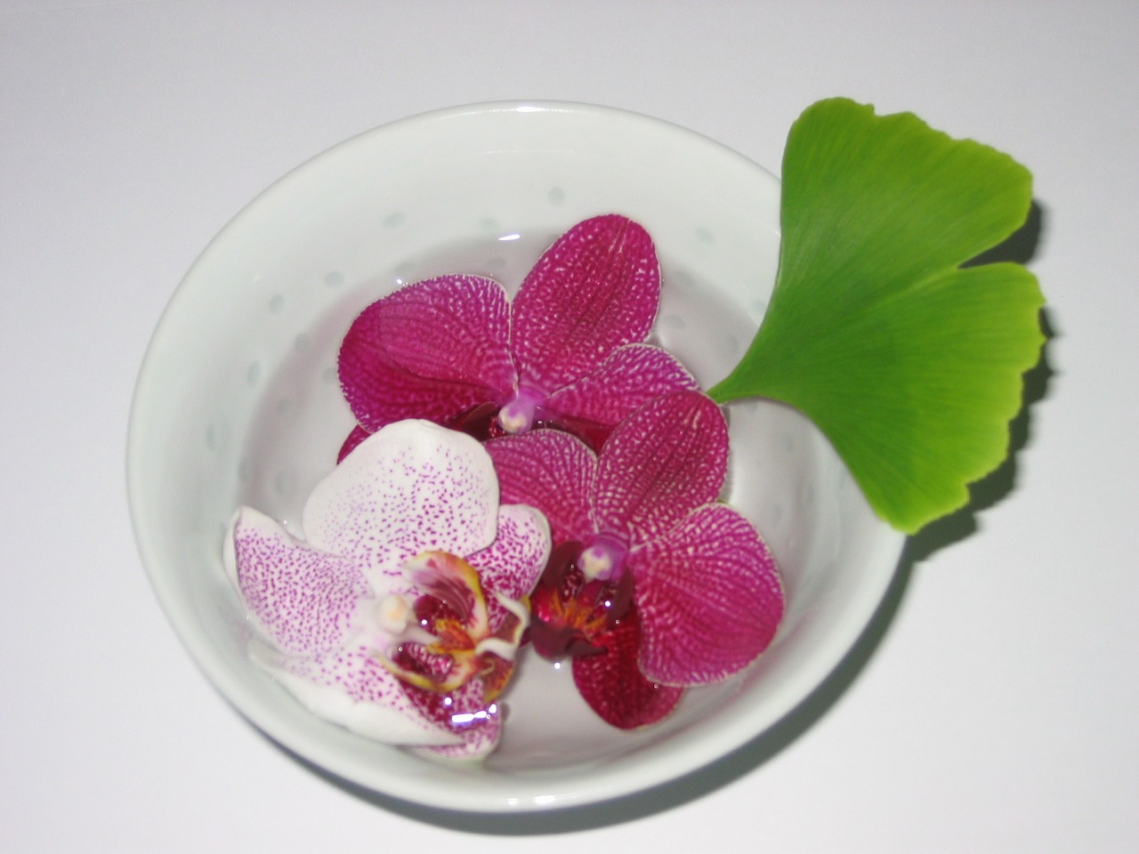 bowl orchid gingko free photo