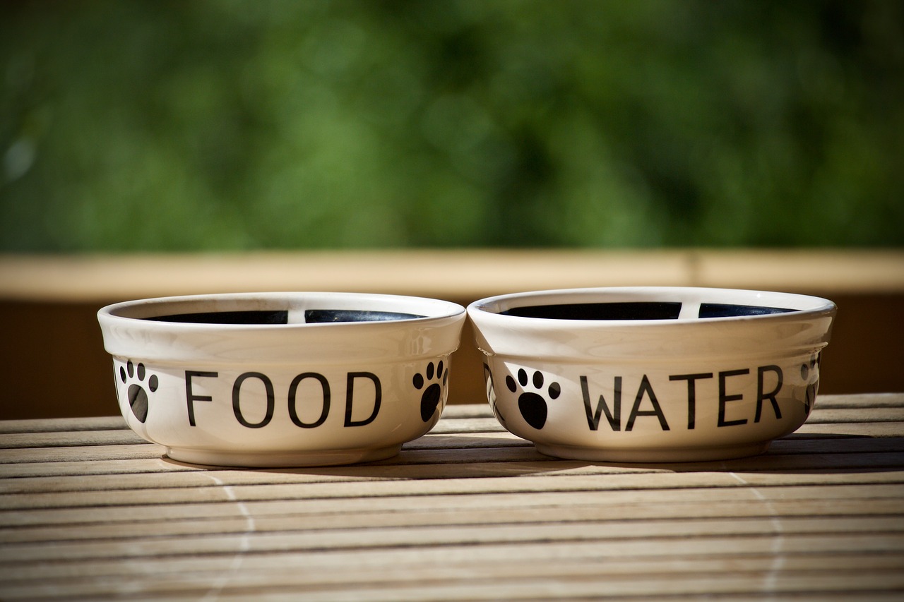 bowls  containers  dogs free photo