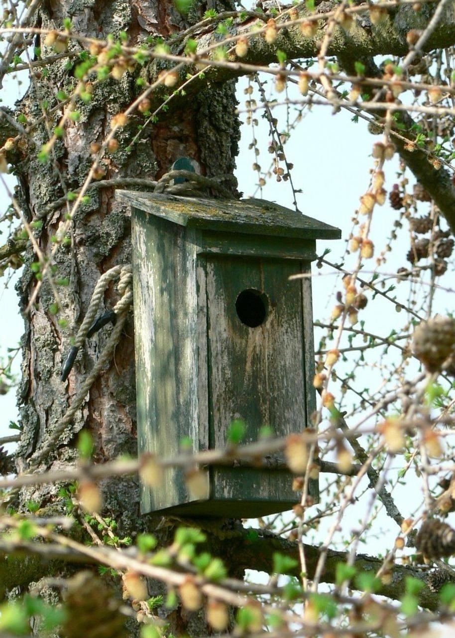 box nesting wooden free photo