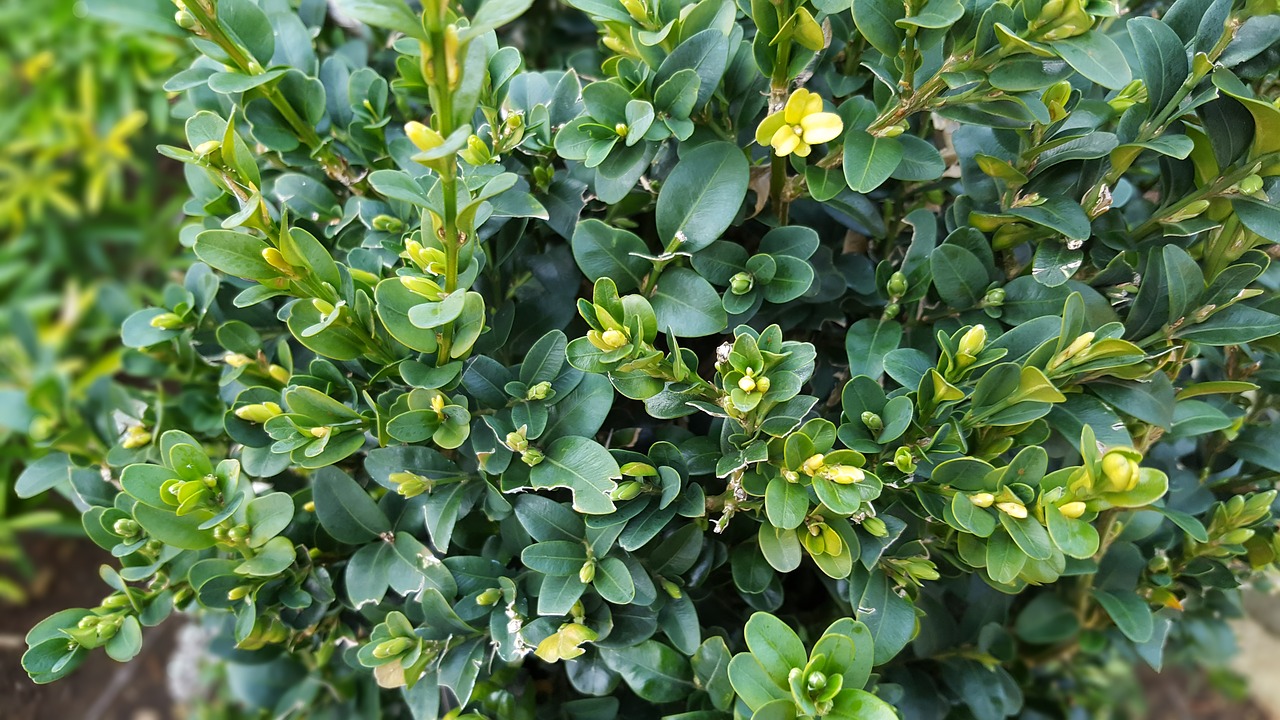 box  hedge  topiary free photo