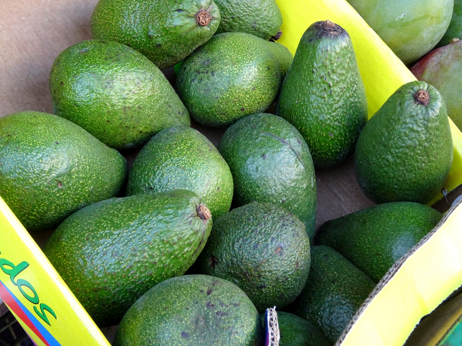 avocado avocados fruit free photo