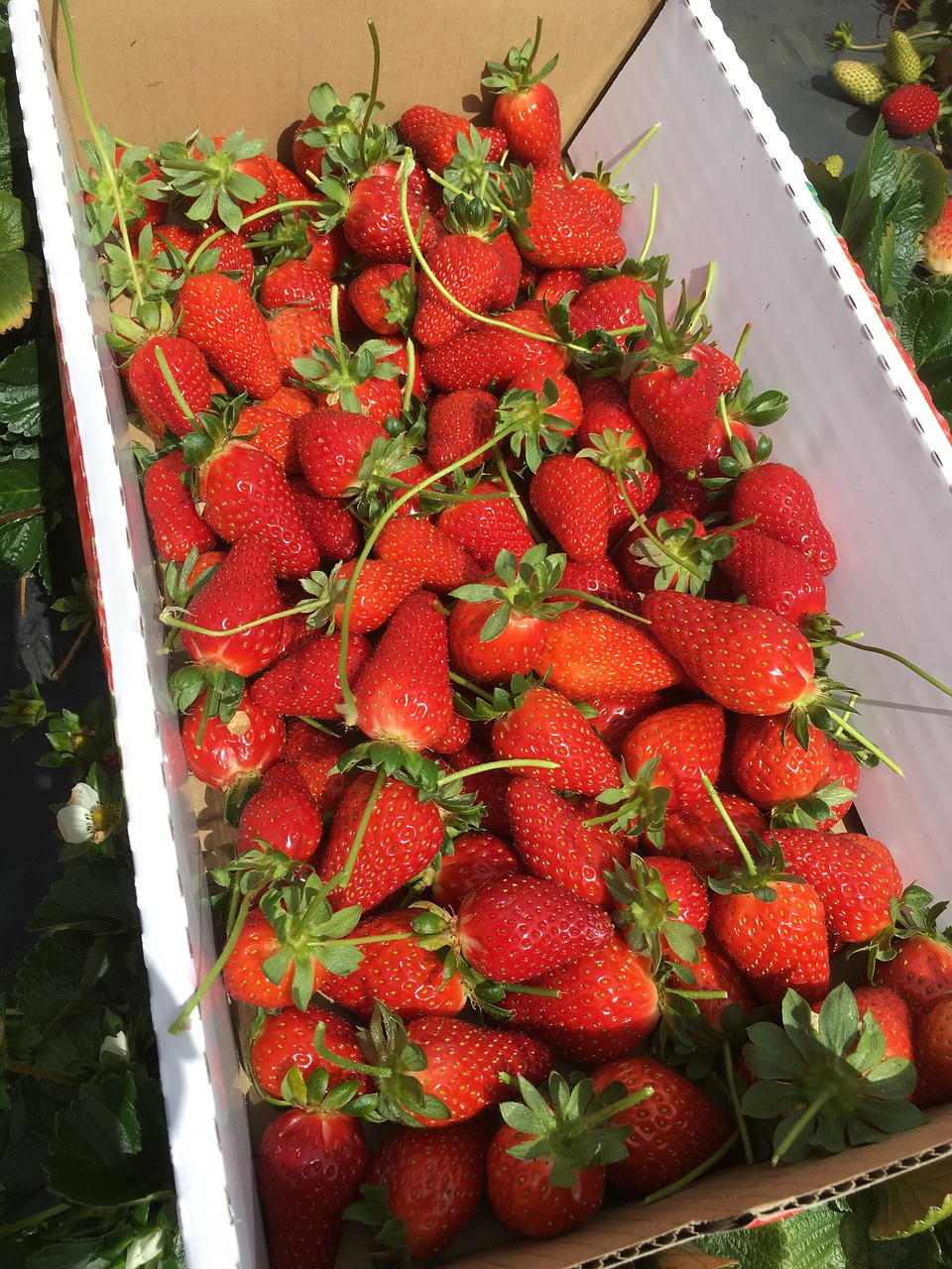 box of strawberry strawberry boxfull free photo