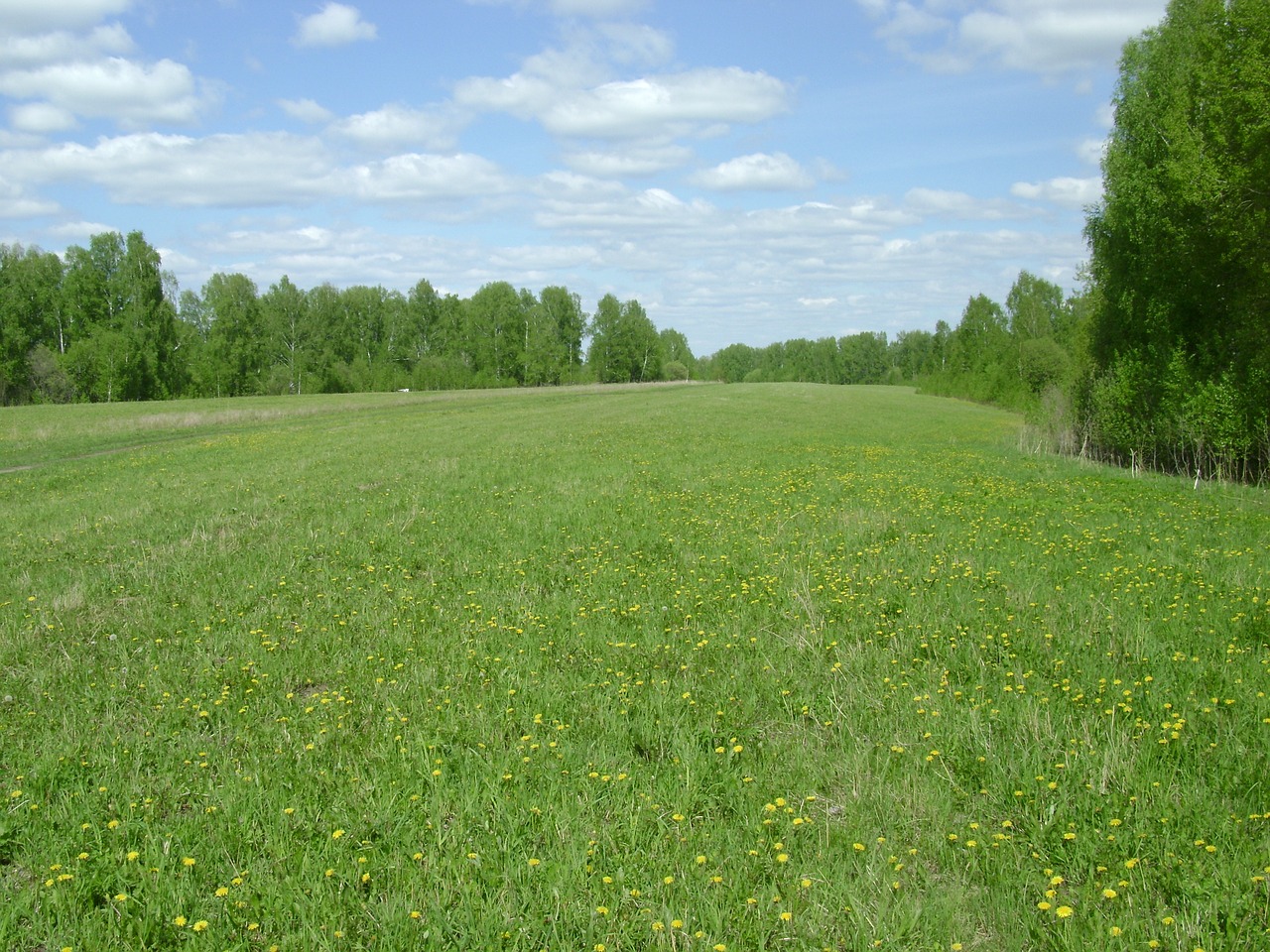 box spring clearing mowing free photo