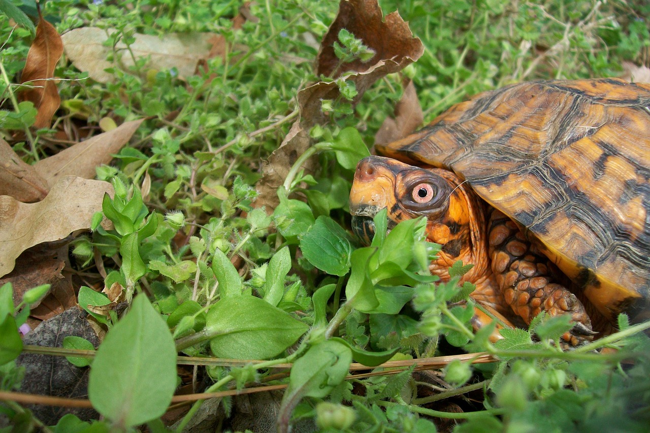 box turtle spring outdoors free photo