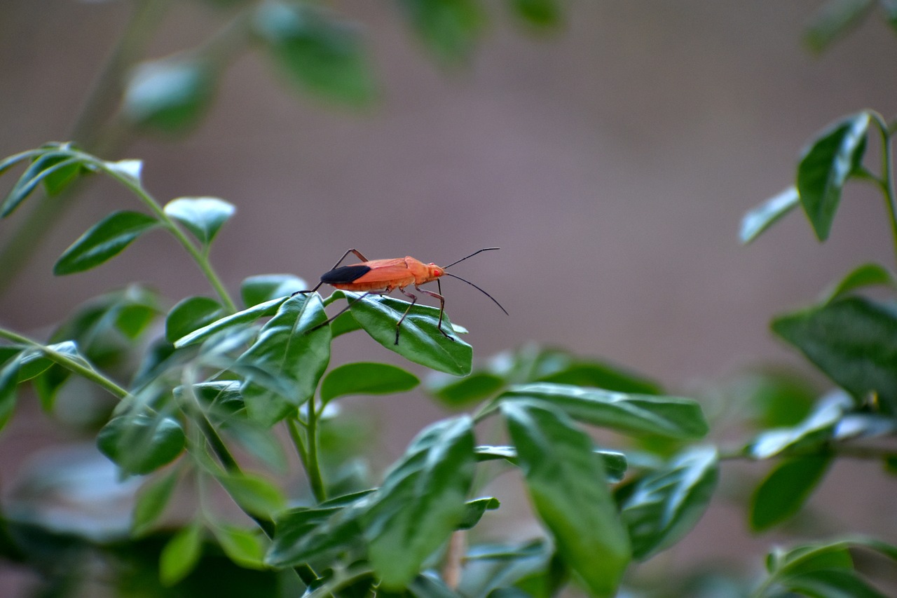 boxelder bug insect red eyes free photo