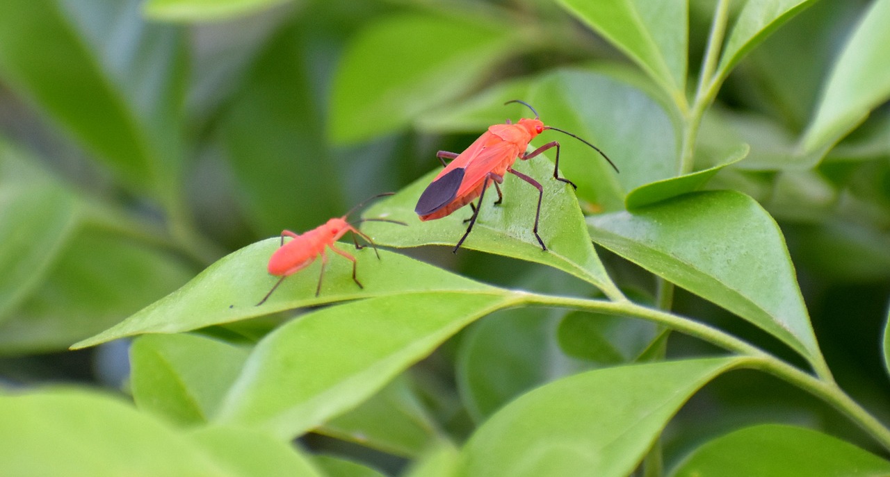 boxelder bugs insects adult free photo