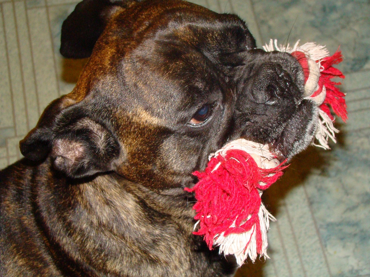 boxer brindle toy free photo