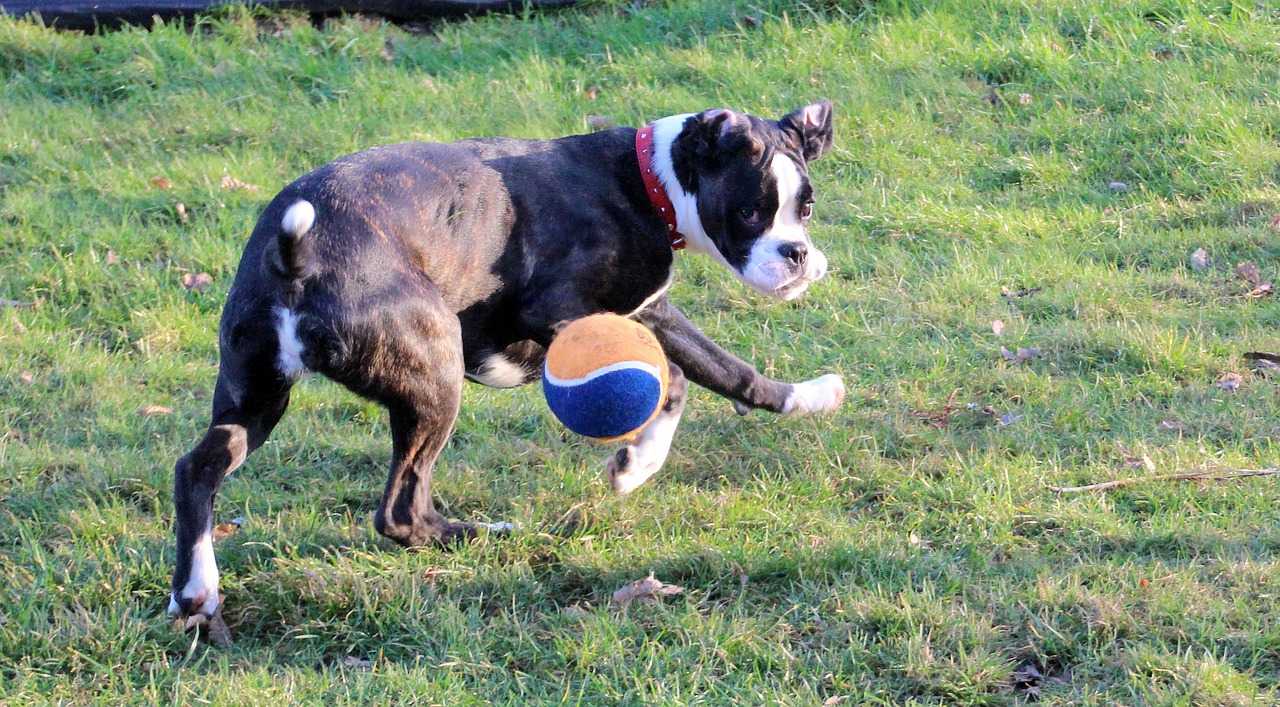 boxer dog pet free photo