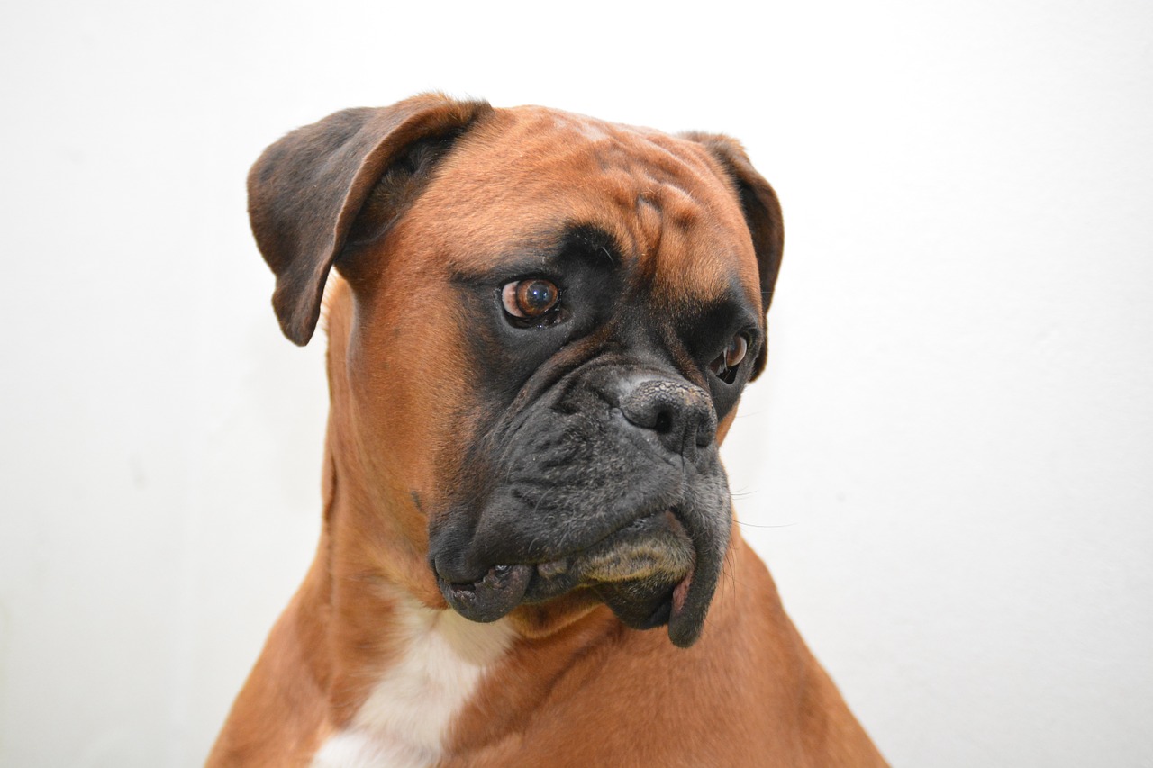 boxer dog pet free photo