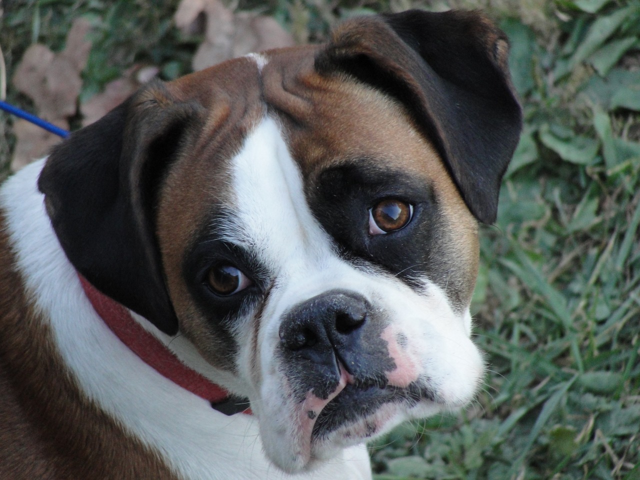 boxer dog puppy free photo