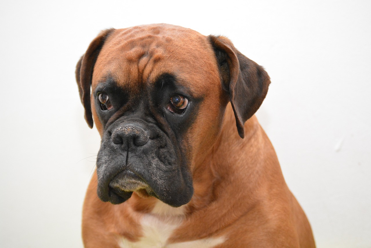 boxer dog animal portrait free photo