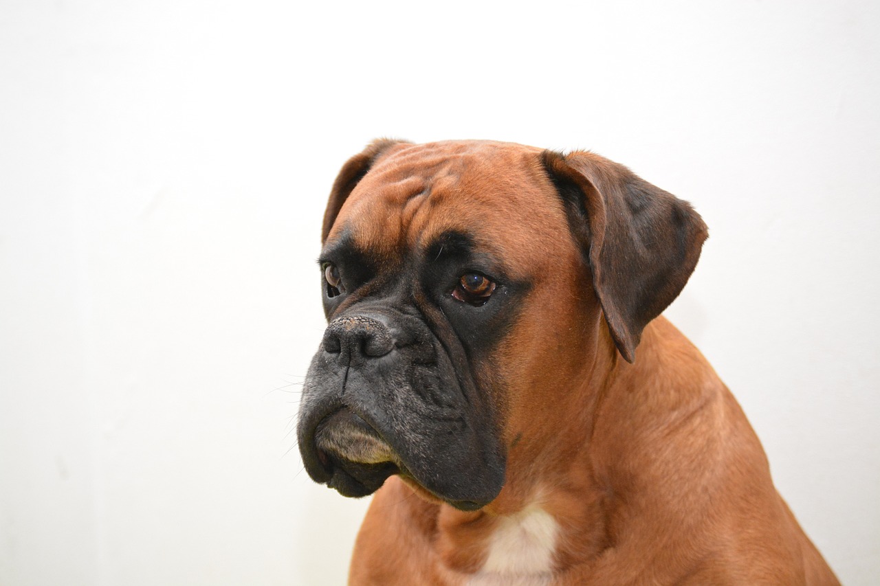 boxer dog pet free photo