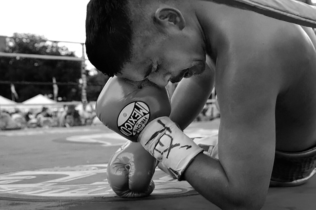 boxer tex texas free photo