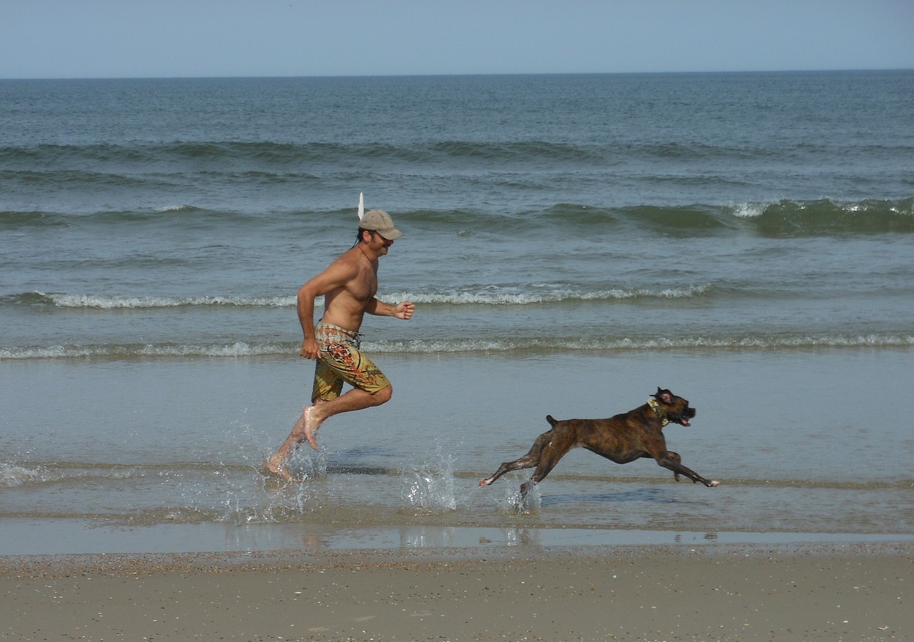 boxer dog race free photo