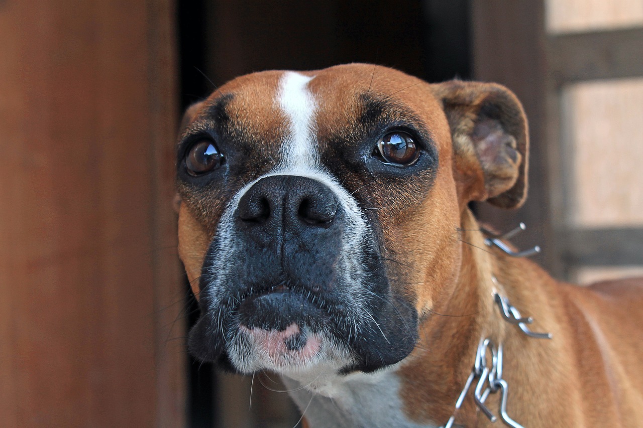 boxer dog tamed free photo