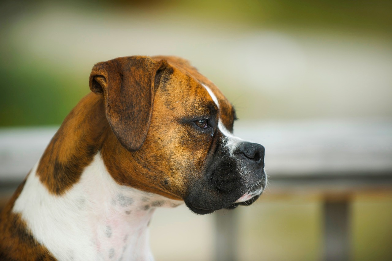 boxer dog animal free photo