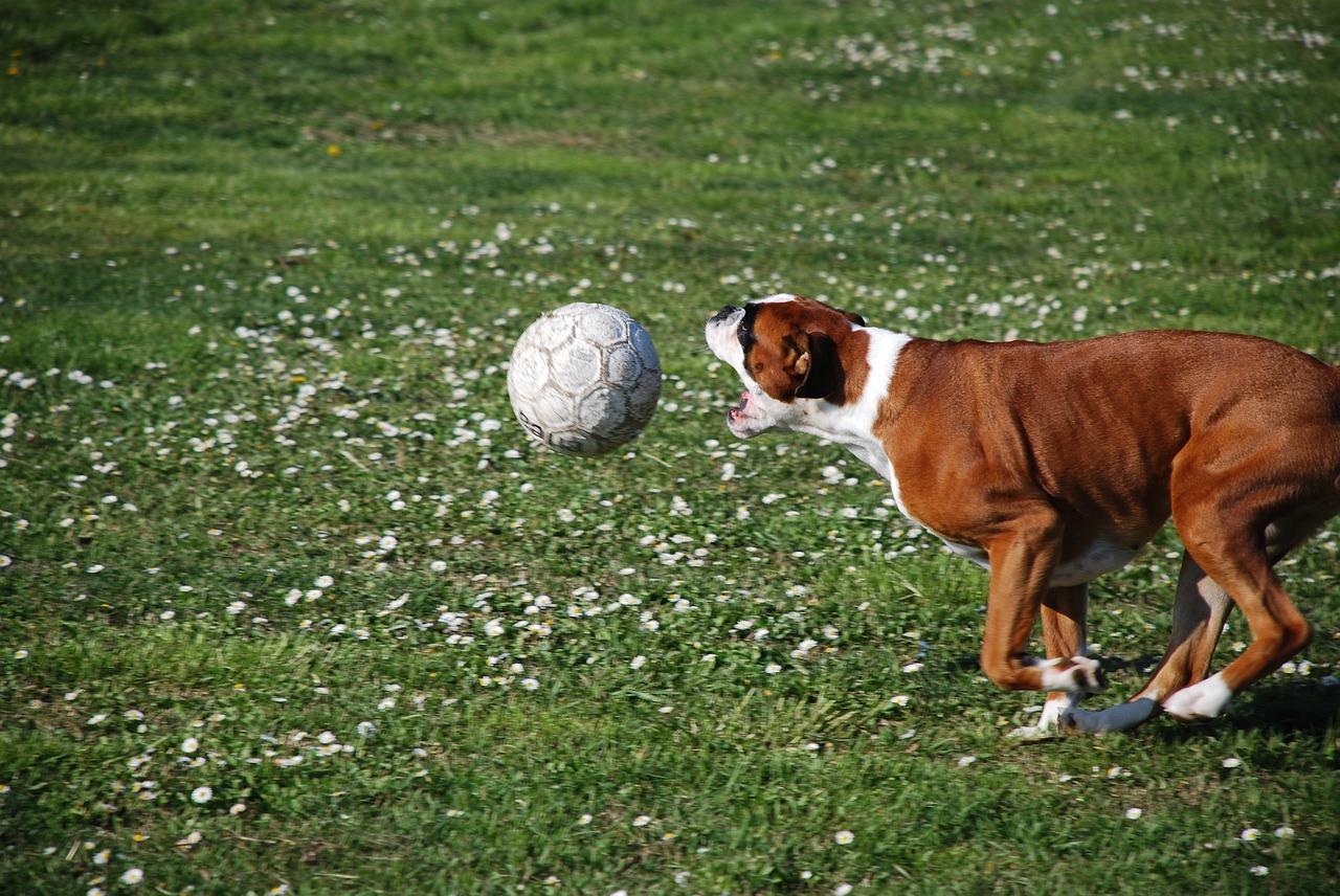 boxer dog ball free photo