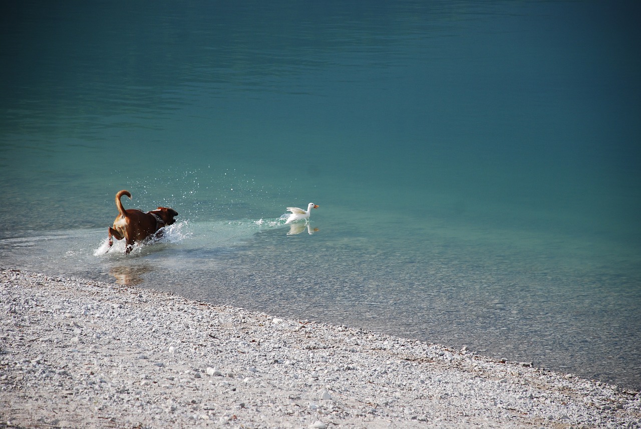 boxer dog lake free photo