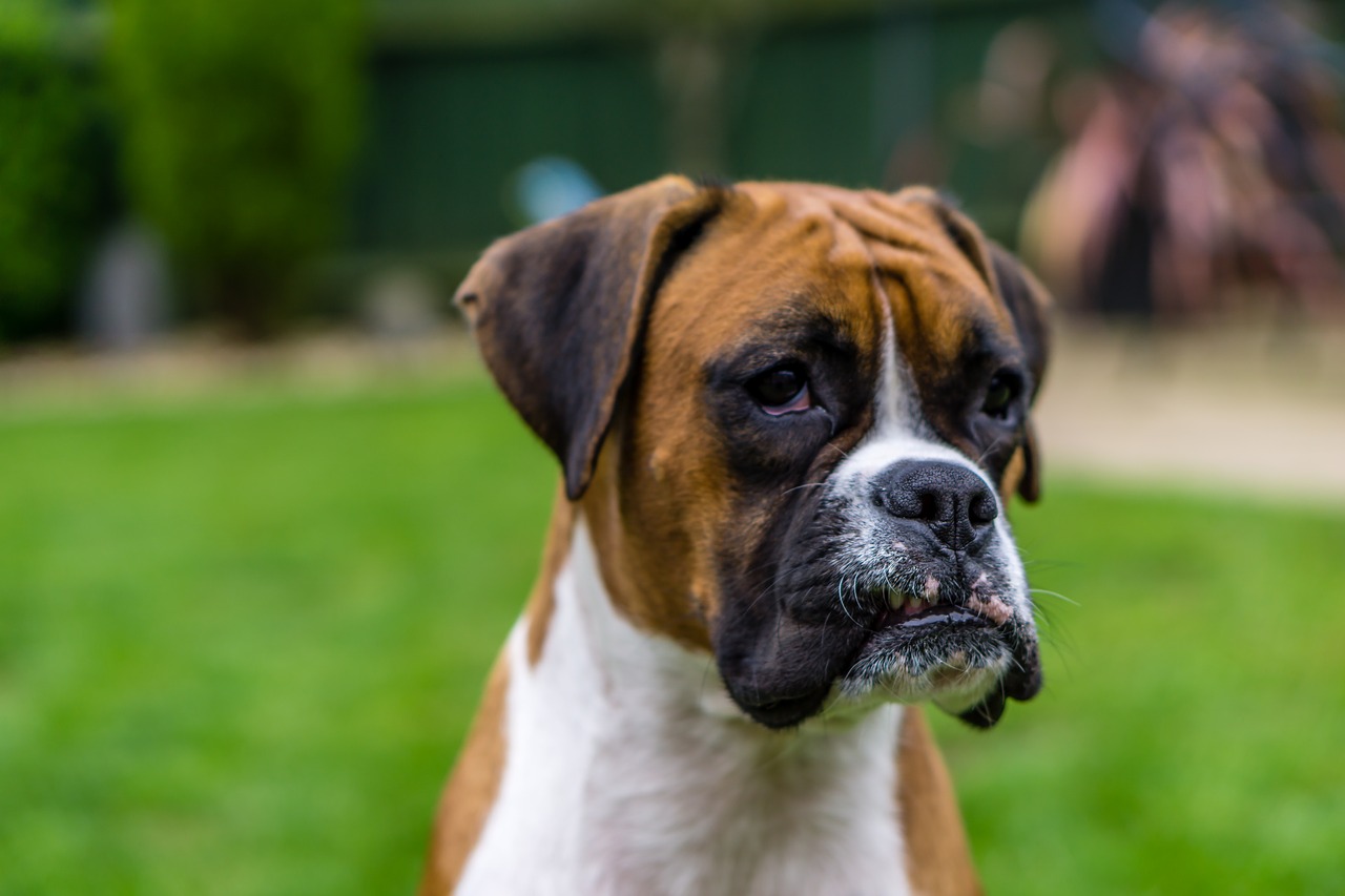 boxer dog pet free photo