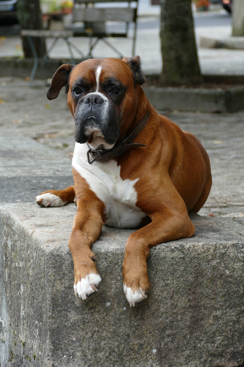 boxer dog pet free photo