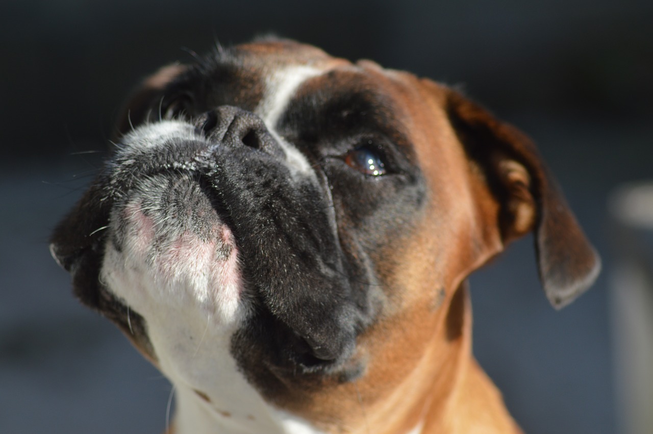 boxer  dog  pet free photo