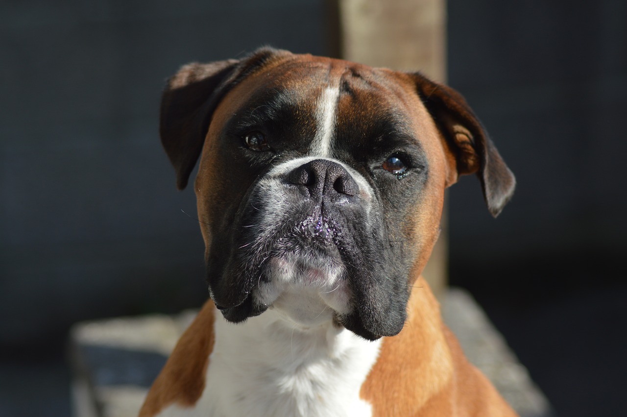 boxer  pet  dog free photo