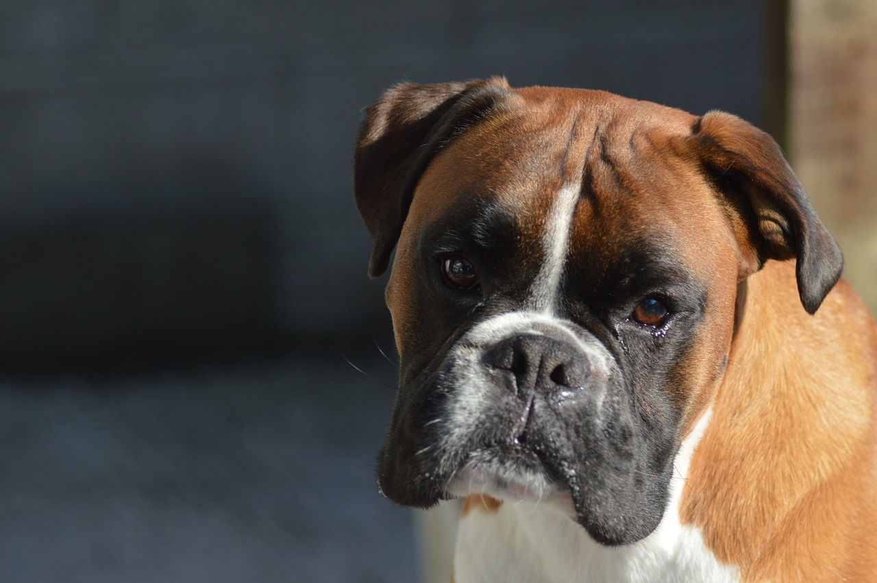 boxer  dog  pet free photo