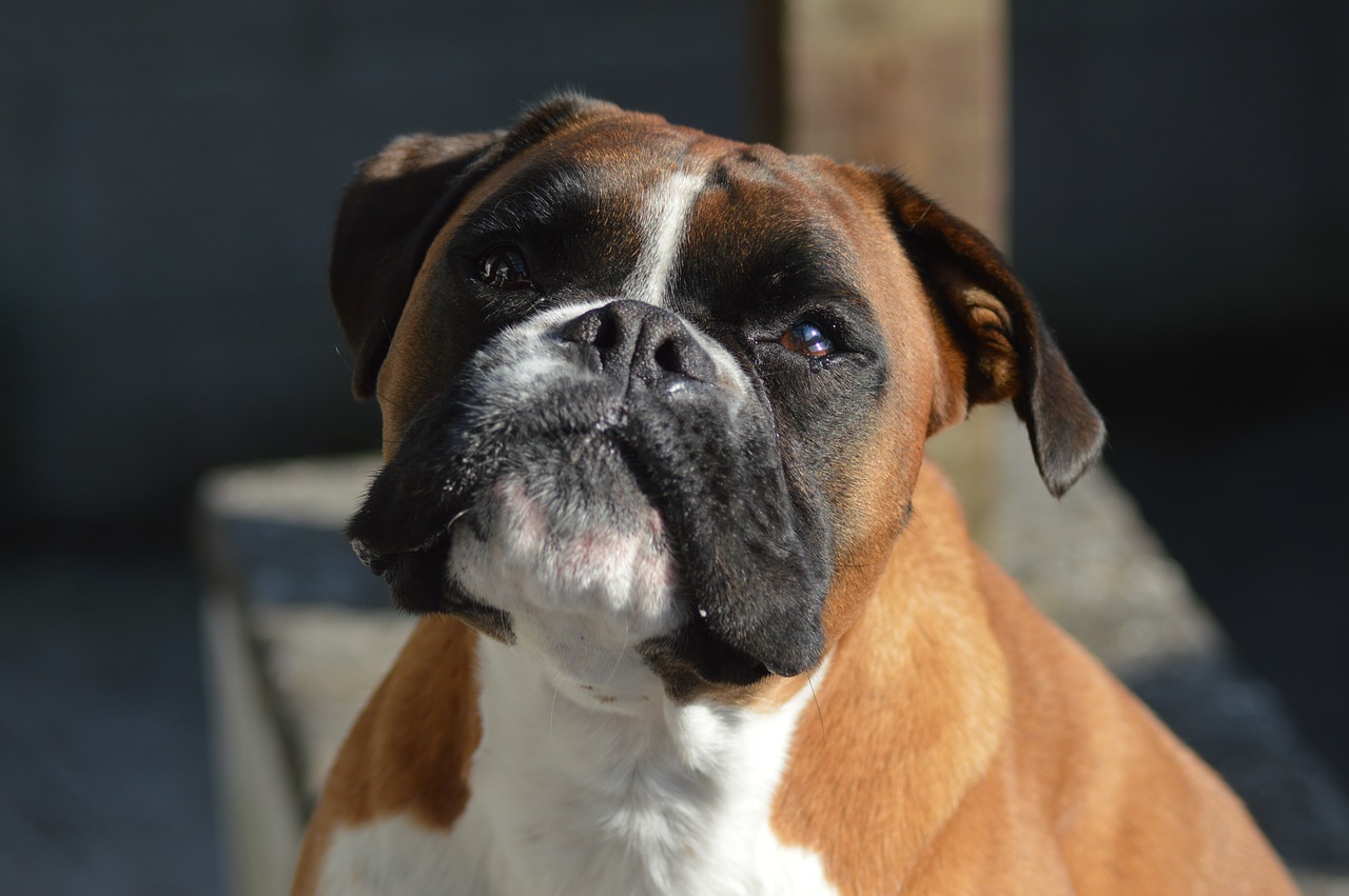 boxer  dog  pet free photo