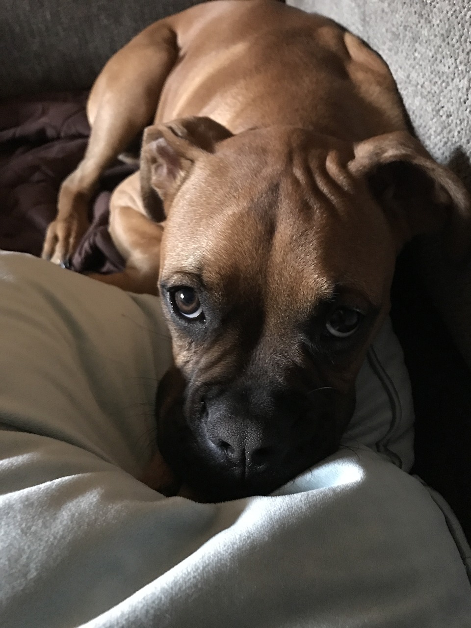 boxer  puppy dog eyes  dog free photo