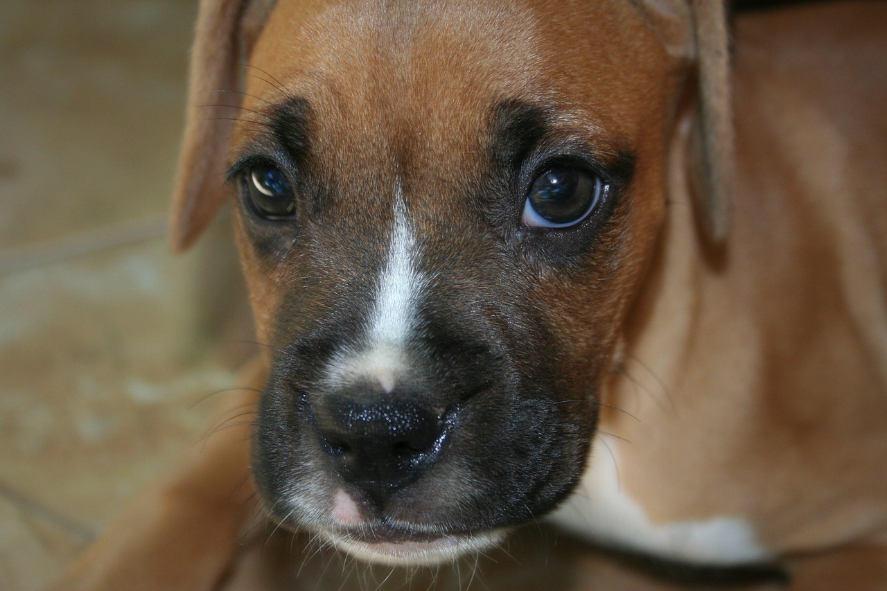 boxer puppy dog free photo