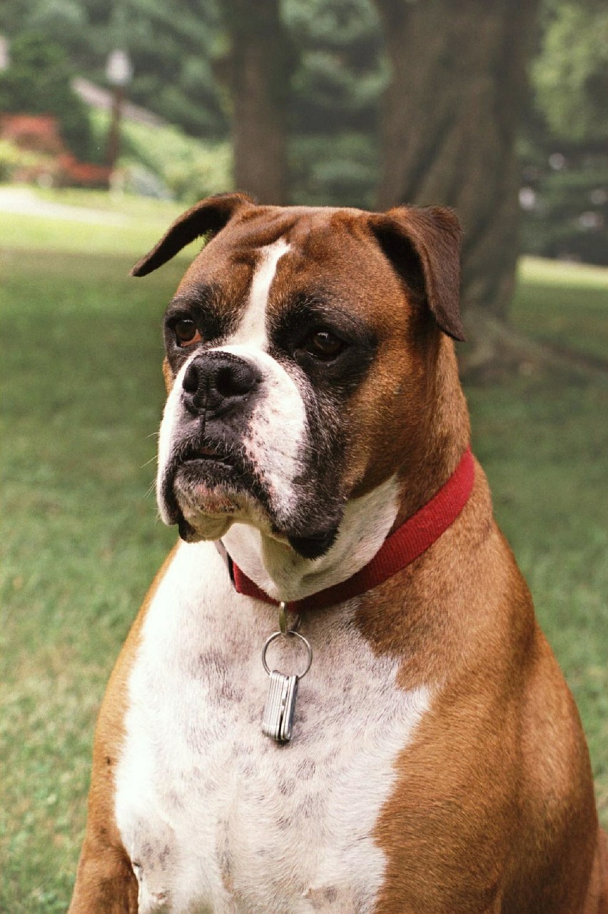 boxer dog canine free photo
