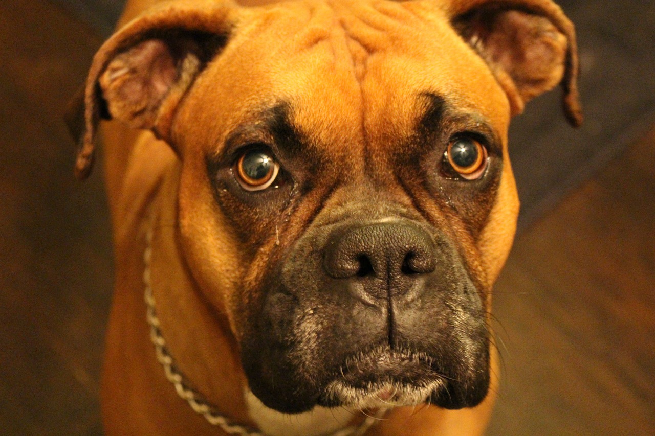 boxer purebred canine free photo