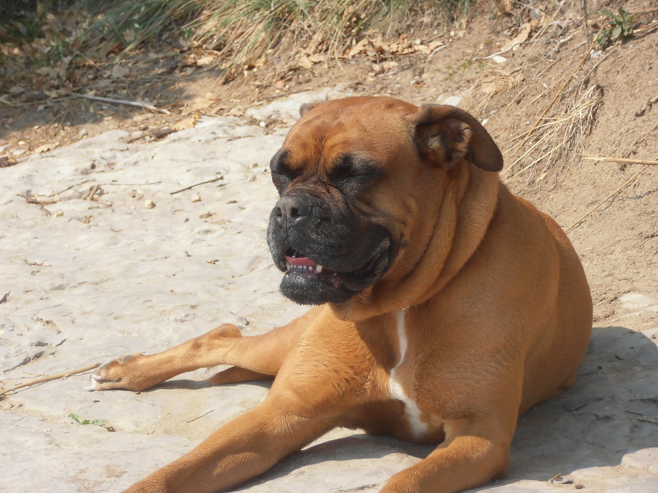 boxer dog animal free photo