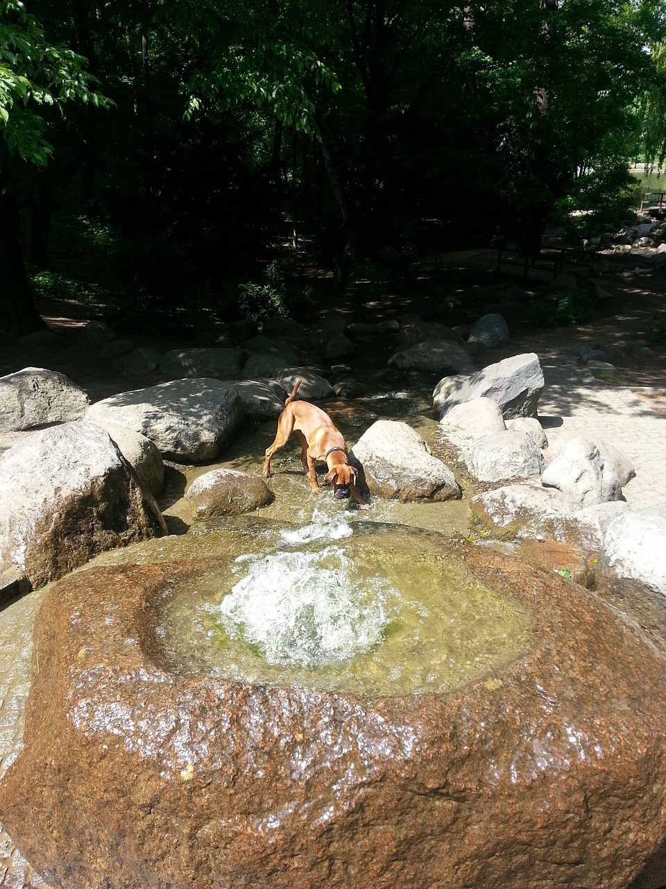 boxer fountain water free photo