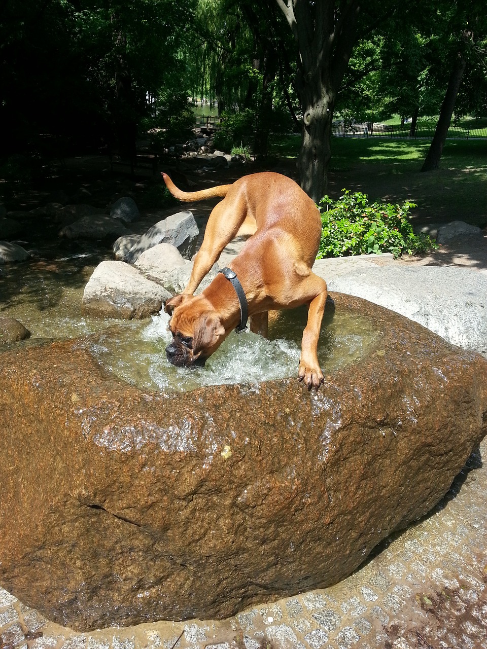 boxer plays water free photo