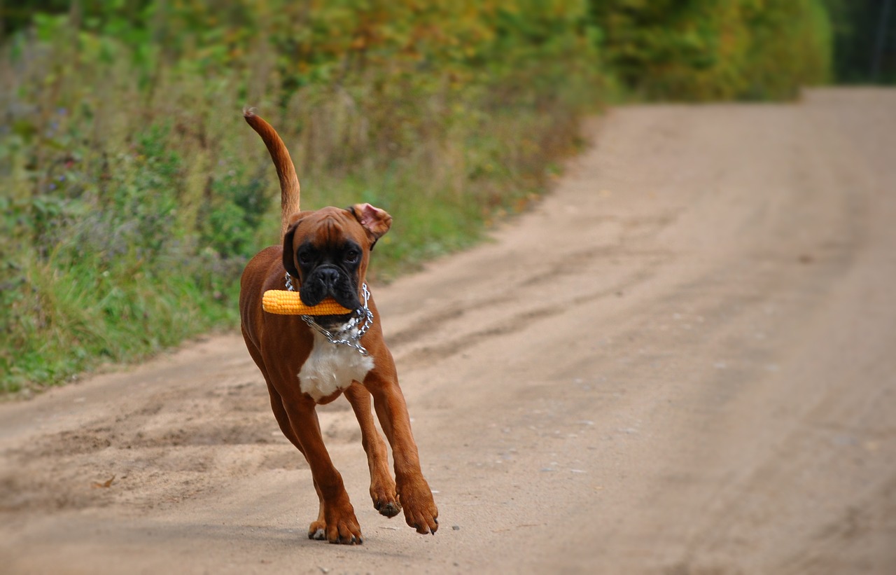 boxer dog dog cute free photo