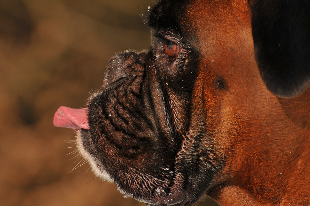 boxer dog animal nature free photo