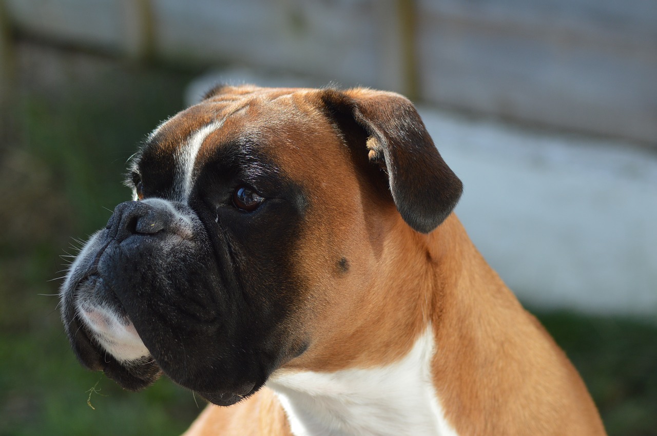 boxer dog  dog  boxer free photo