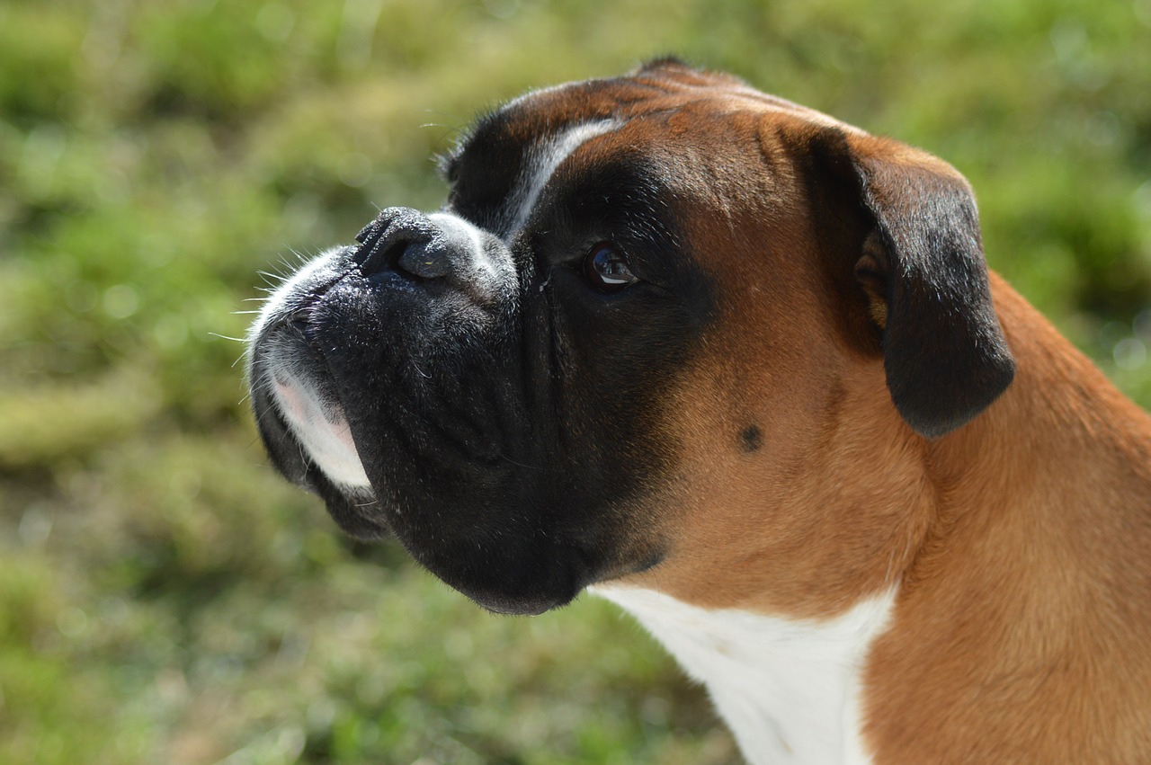 boxer dog  dog  boxer free photo