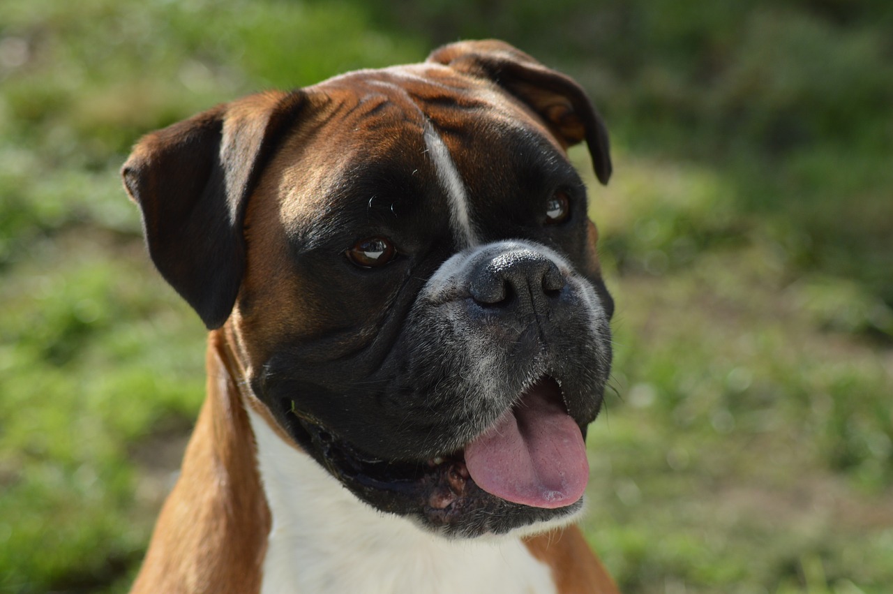 boxer dog  dog  boxer free photo