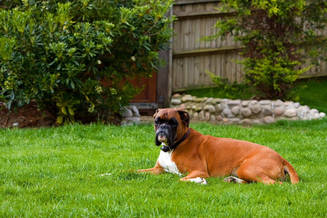 boxer dog canine pet free photo